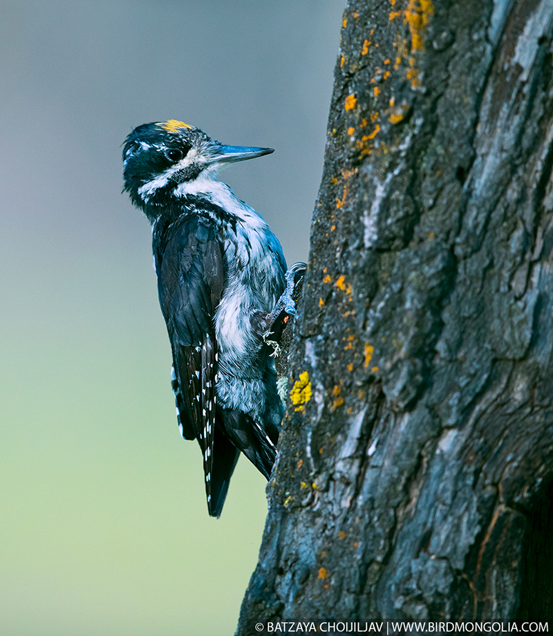 mongolia bird watching tours 
